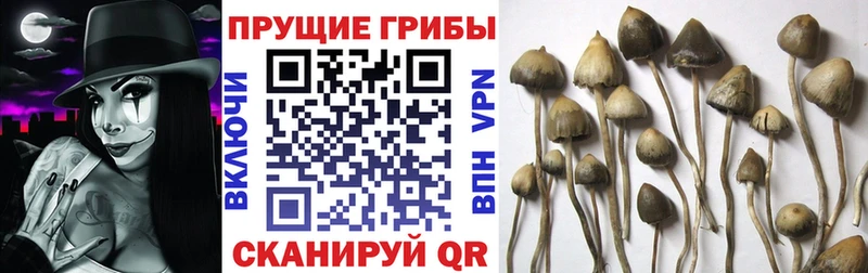 Псилоцибиновые грибы MAGIC MUSHROOMS  Рязань 